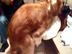 In this xxx movie clip, a large dog acts callously by giving a much smaller lover a doggy-style fuck.